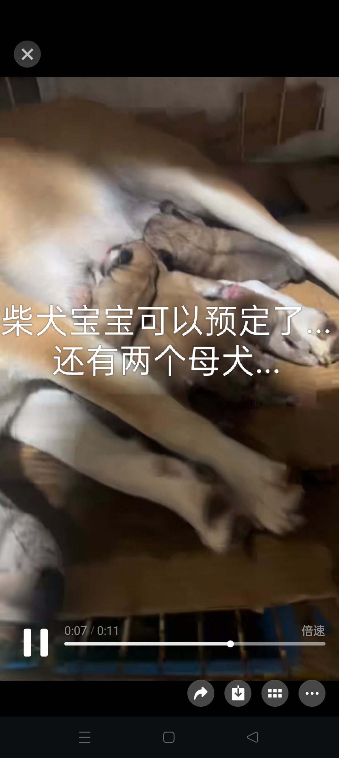 柴犬宝宝可以预定了...苏州自提有优惠哦...